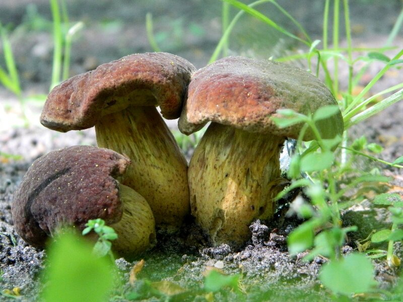 Three Mushrooms in Soil
