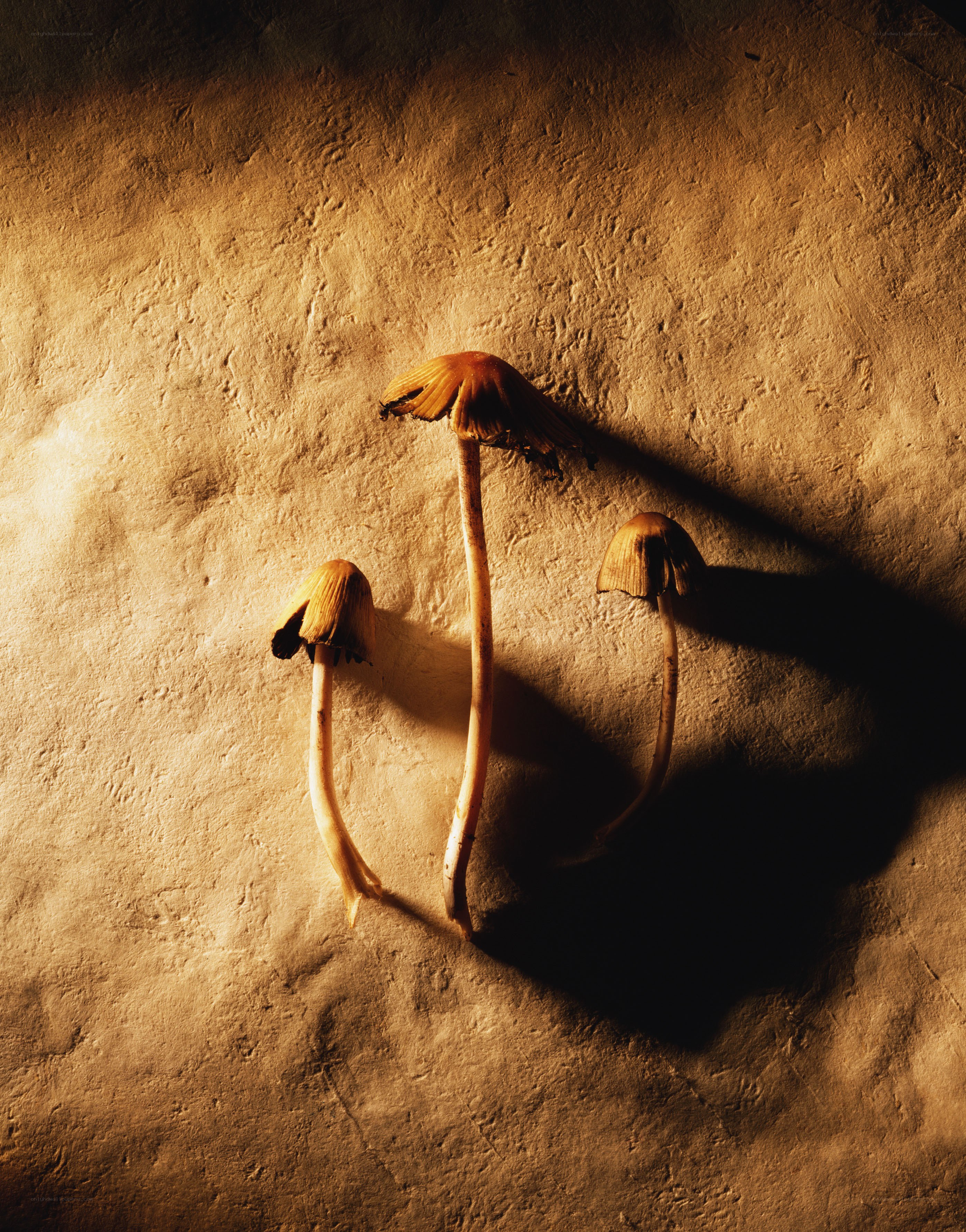 Three mushrooms in warm light