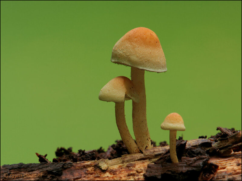 Three mushrooms on a log