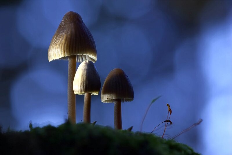 Three Mushrooms on Moss