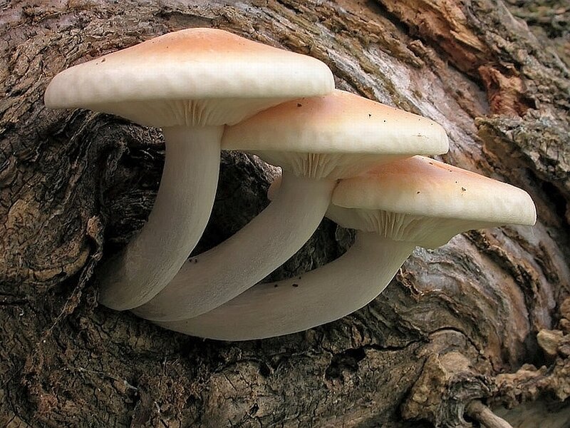 Three Mushrooms on Tree