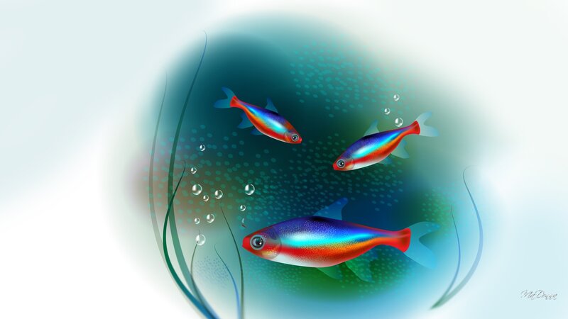 Three Neon Tetra Fish
