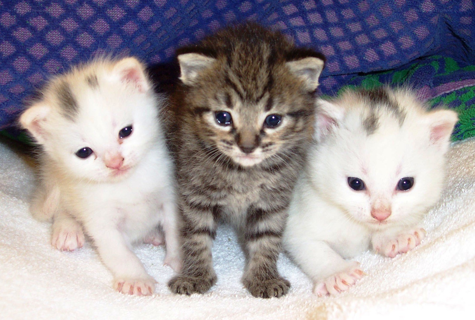 Three newborn kittens on a blanket