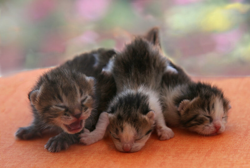 Three Newborn Kittens — Orange