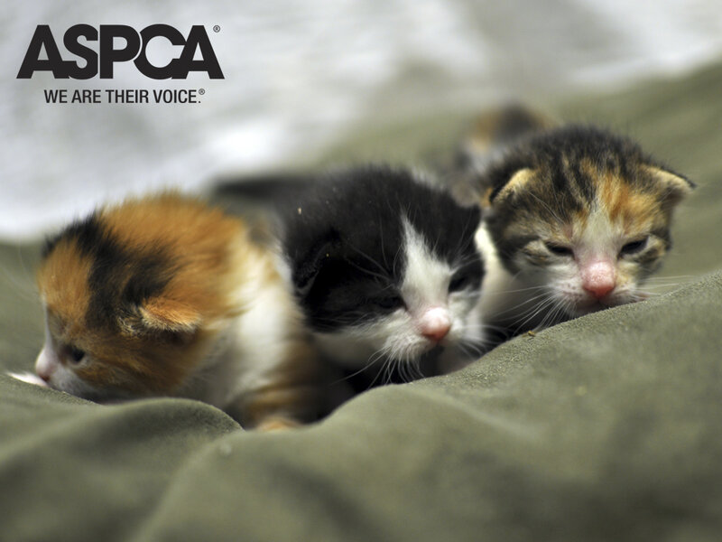Three newborn kittens sleeping