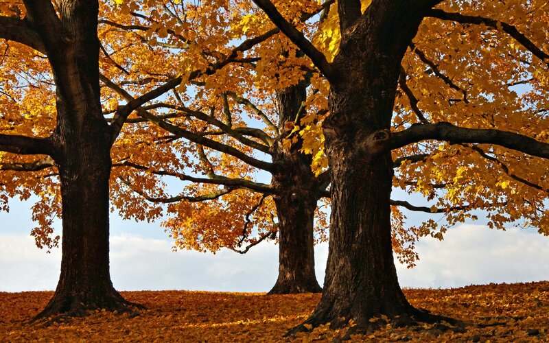 Three Oak Trees in Autumn