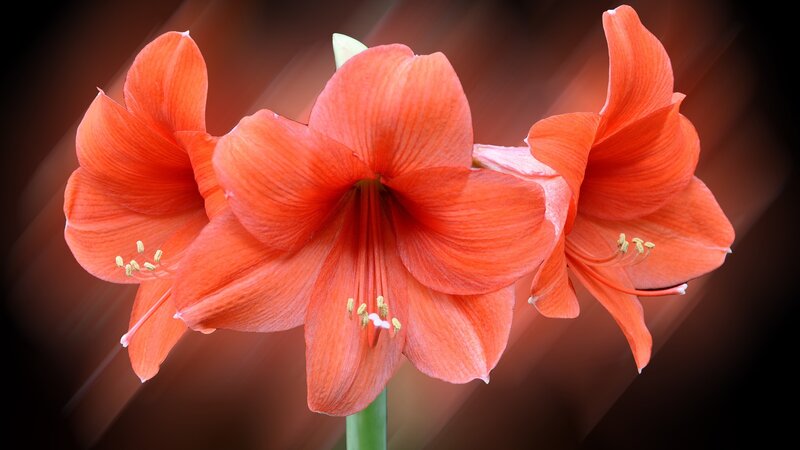 Three Orange Amaryllis Flowers — Dramatic, Photograph