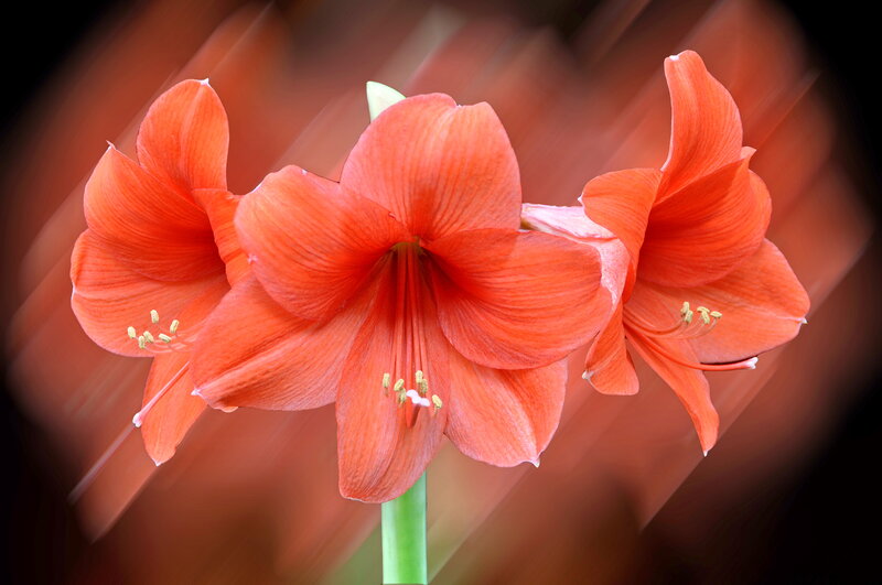 Three Orange Amaryllis Flowers — Dramatic
