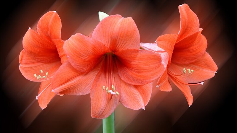 Three Orange Amaryllis Flowers