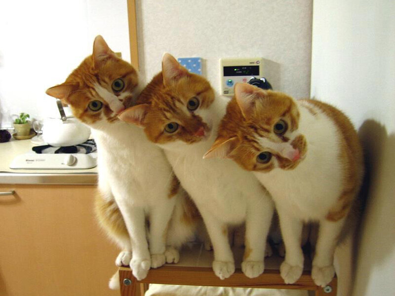 Three Orange and White Cats — Curious