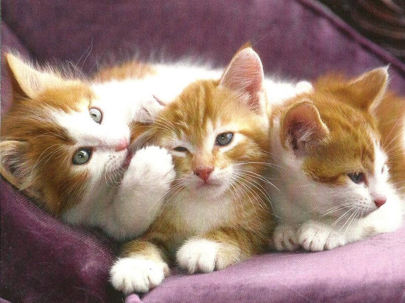 Three Orange and White Kittens — Calm, Photograph, Cushion