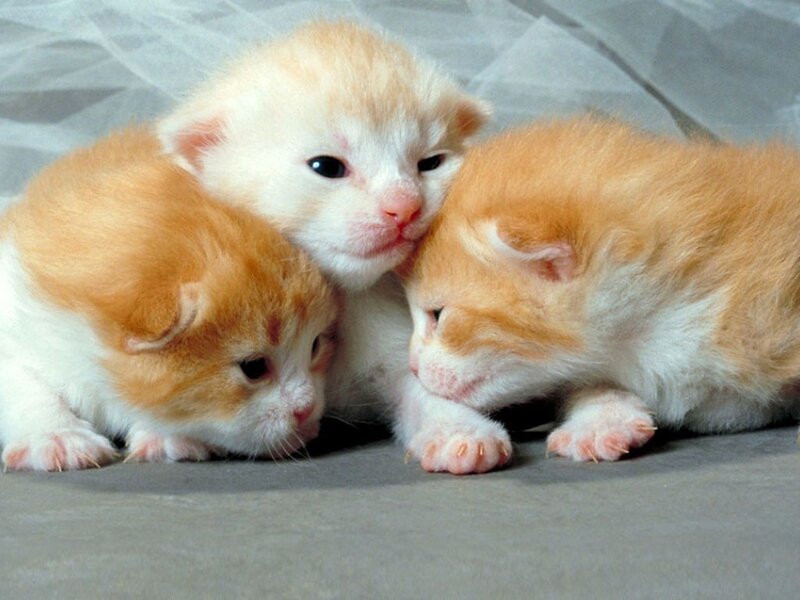 Three Orange and White Kittens — Calm, Photograph, Fabric