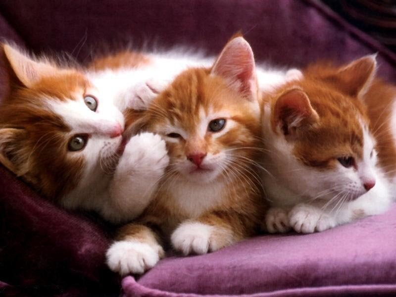 Three Orange and White Kittens — Calm, Photograph