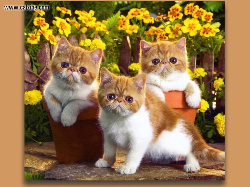 Three Orange and White Kittens — Calm