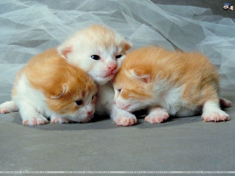 Three orange and white kittens
