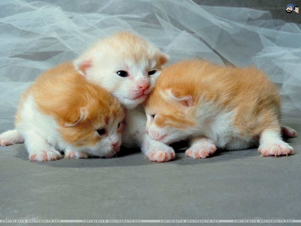 Three orange and white kittens