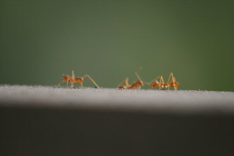 Three Orange Ants