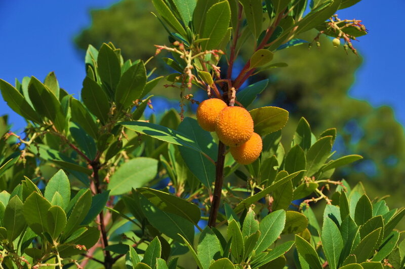 Three Orange Berries on Branch