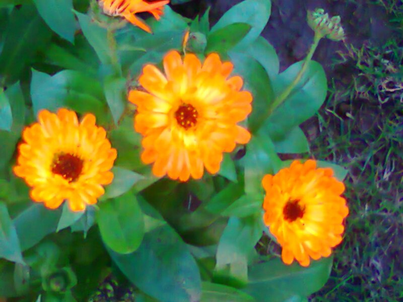 Three Orange Calendula Flowers