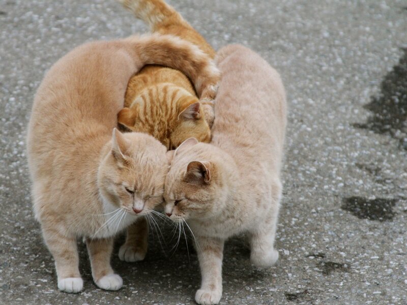 Three Orange Cats — Calm