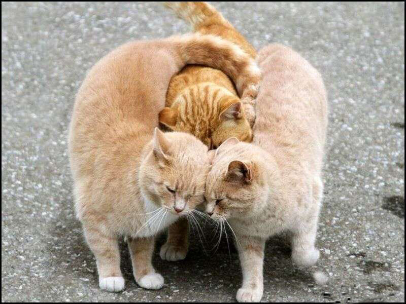Three Orange Cats Huddled — Calm, Photograph, Asphalt