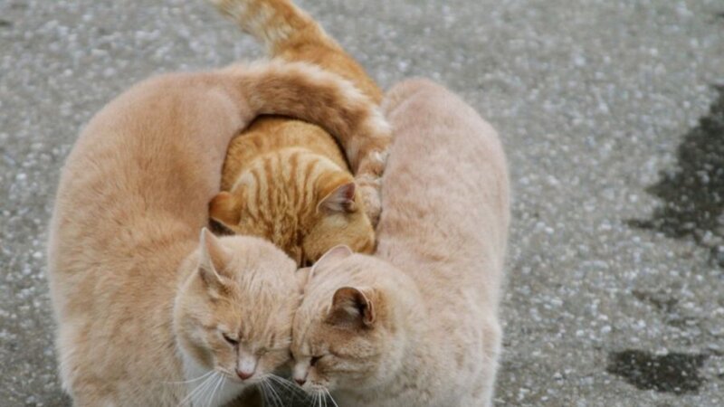 Three Orange Cats Huddled — Calm, Photograph, Ground
