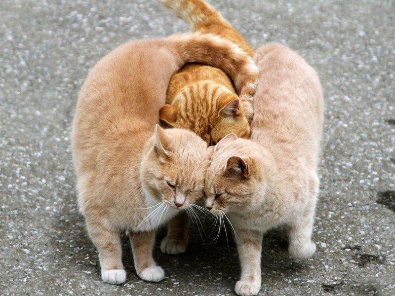 Three Orange Cats Huddled — Calm
