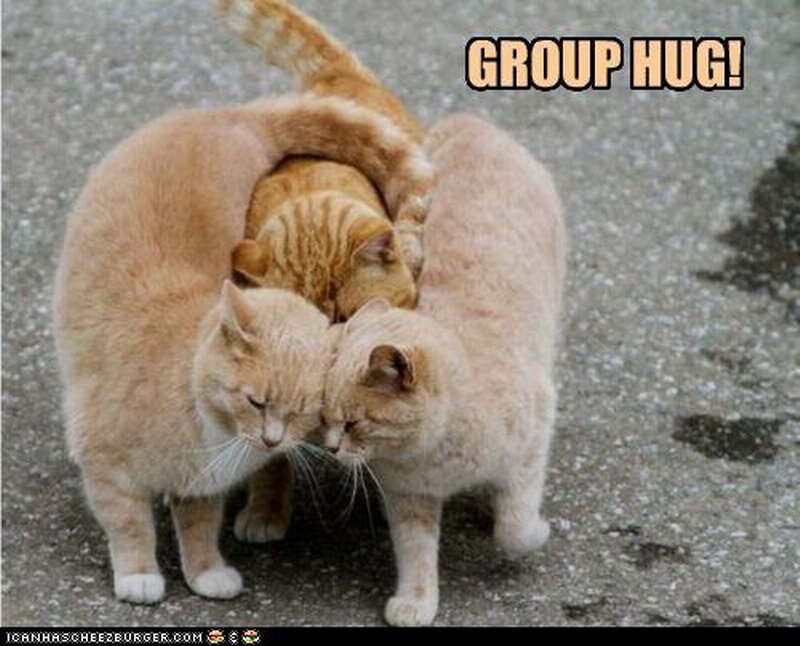 Three Orange Cats Hugging