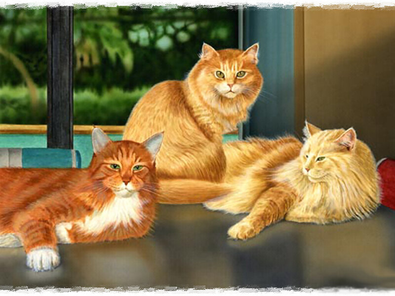 Three Orange Cats