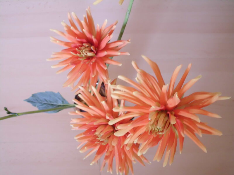 Three Orange Dahlias
