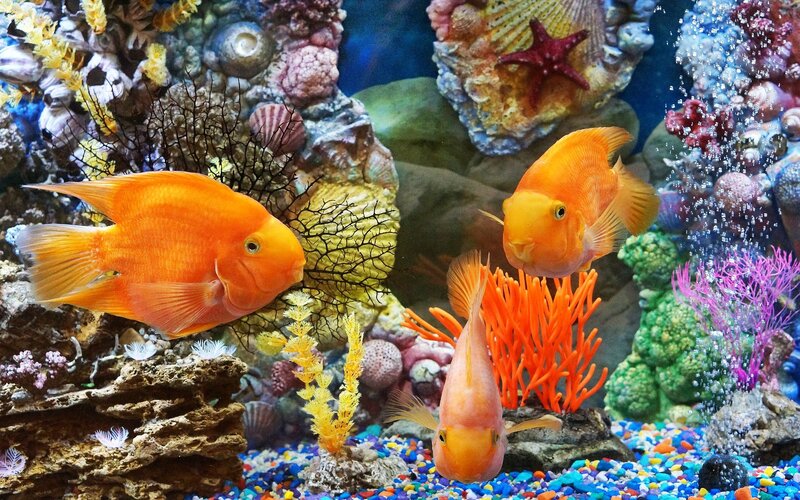 Three Orange Fish in Aquarium