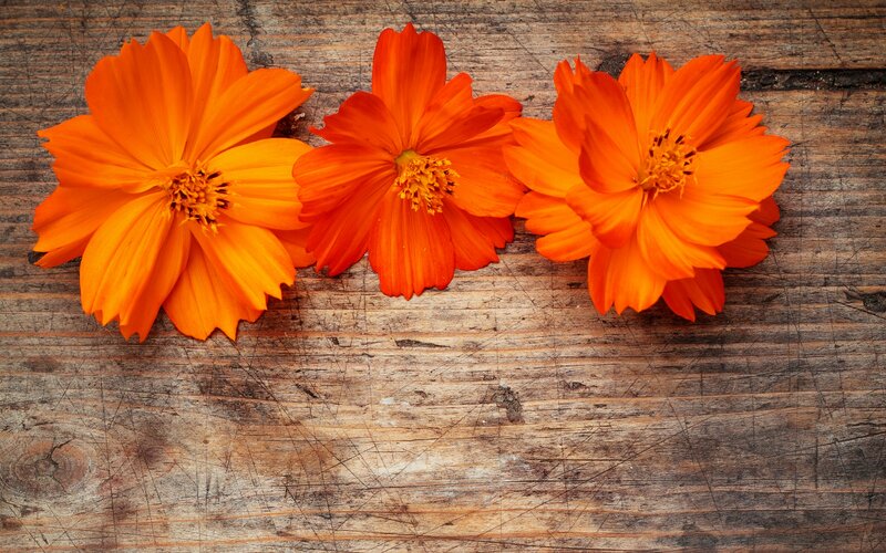 Three Orange Flowers — Calm, Photograph