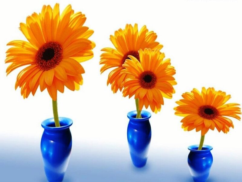 Three Orange Flowers — Calm