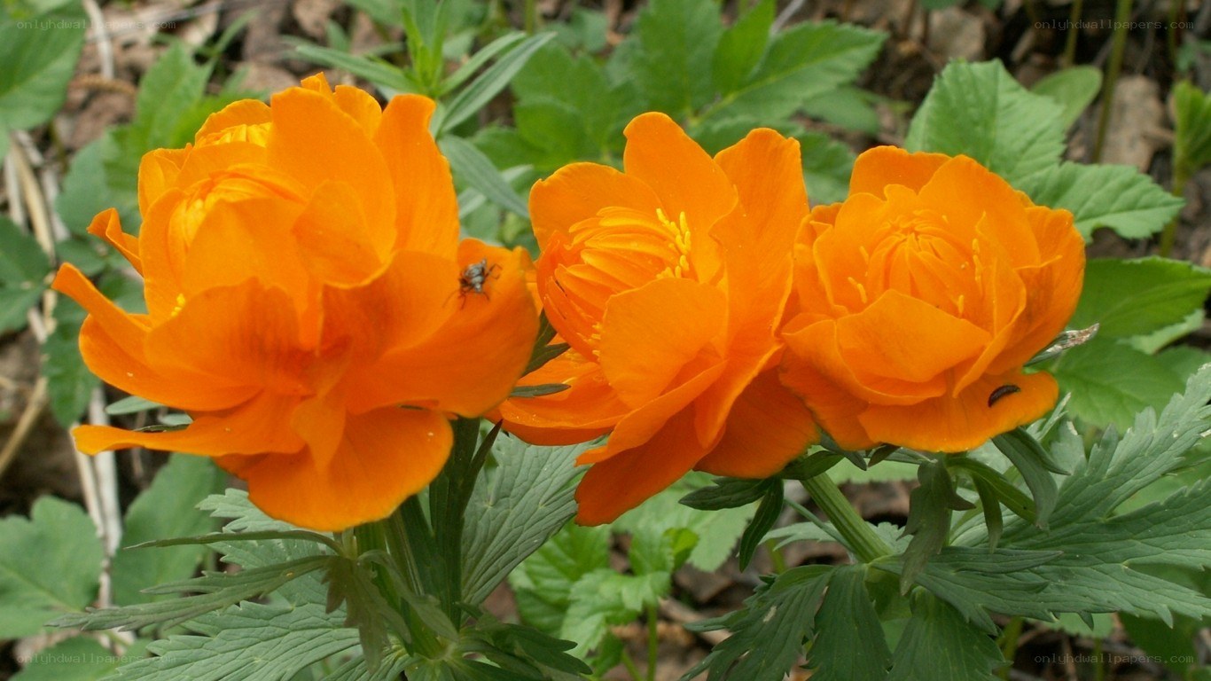 Three orange flowers in a garden