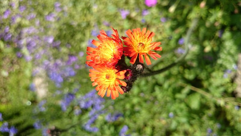 Three Orange Flowers — Natural, Afternoon