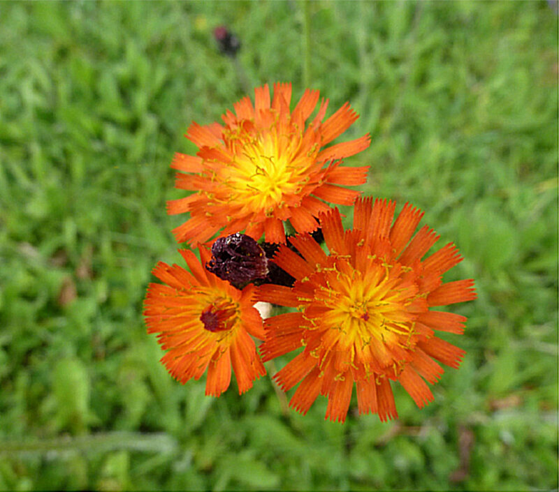 Three Orange Flowers — Natural