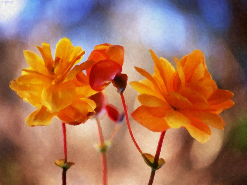 Three Orange Flowers — Serene