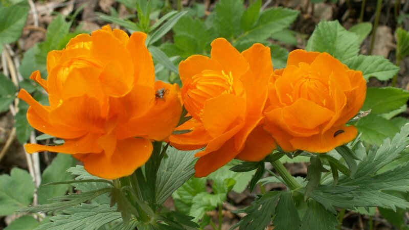 Three Orange Flowers