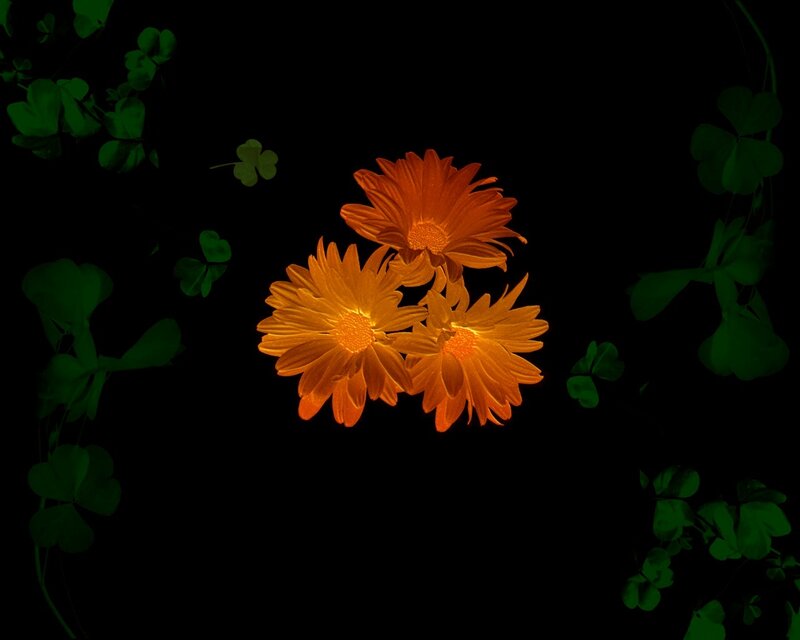 Three orange flowers with clovers