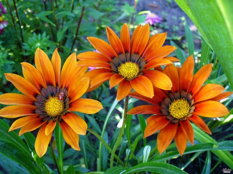 Three Orange Gazania Flowers