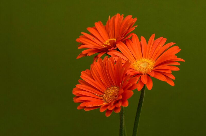 Three Orange Gerbera Daisies — Calm, Photograph, Flowers, Stems