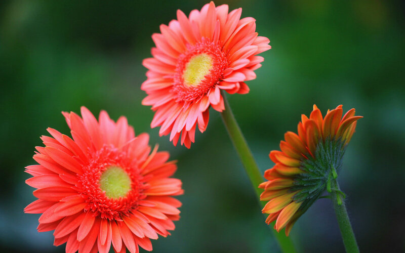 Three Orange Gerbera Daisies — Calm, Photograph, Flowers