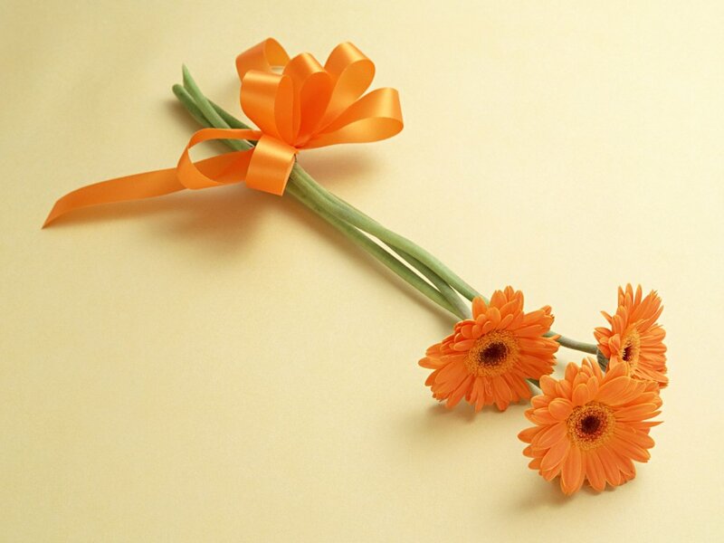 Three Orange Gerbera Daisies — Calm, Photograph