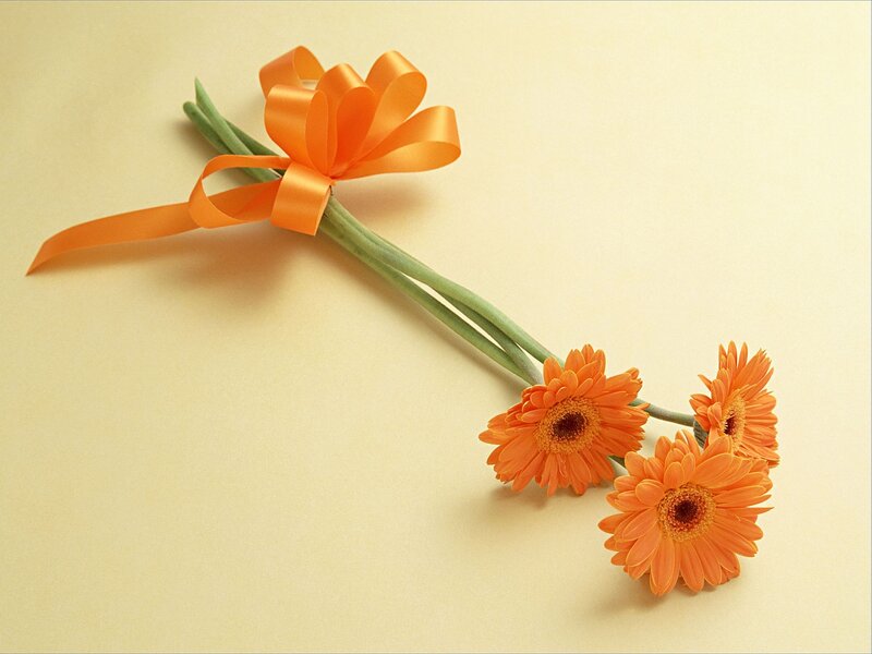 Three Orange Gerbera Daisies — Calm