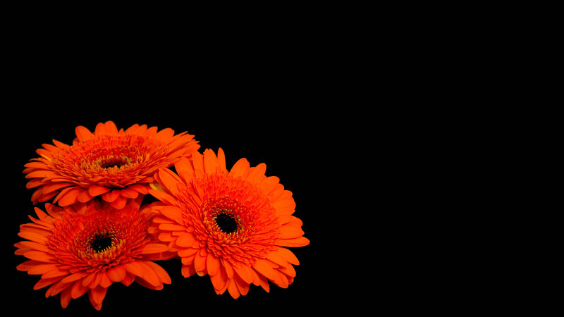 Three Orange Gerbera Daisies — Dramatic, Photograph