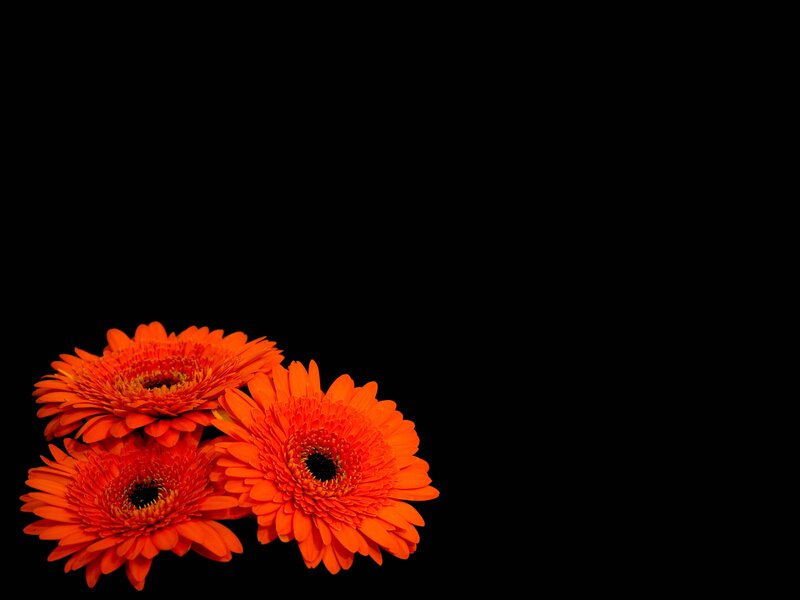 Three Orange Gerbera Daisies — Dramatic