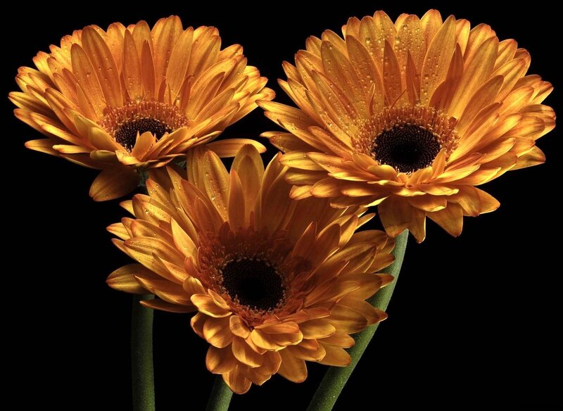 Three orange gerbera daisies