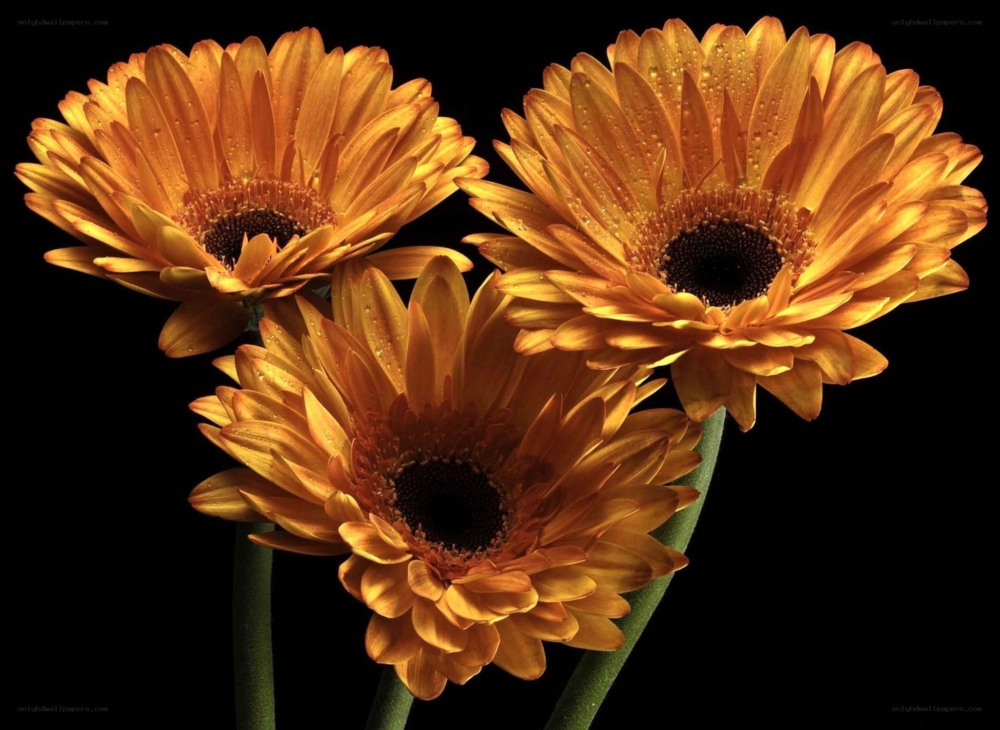 Three orange gerbera daisies