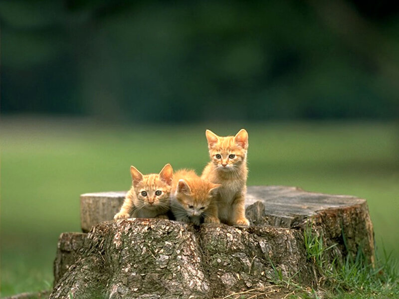 Three Orange Kittens — Calm, Afternoon, Photograph