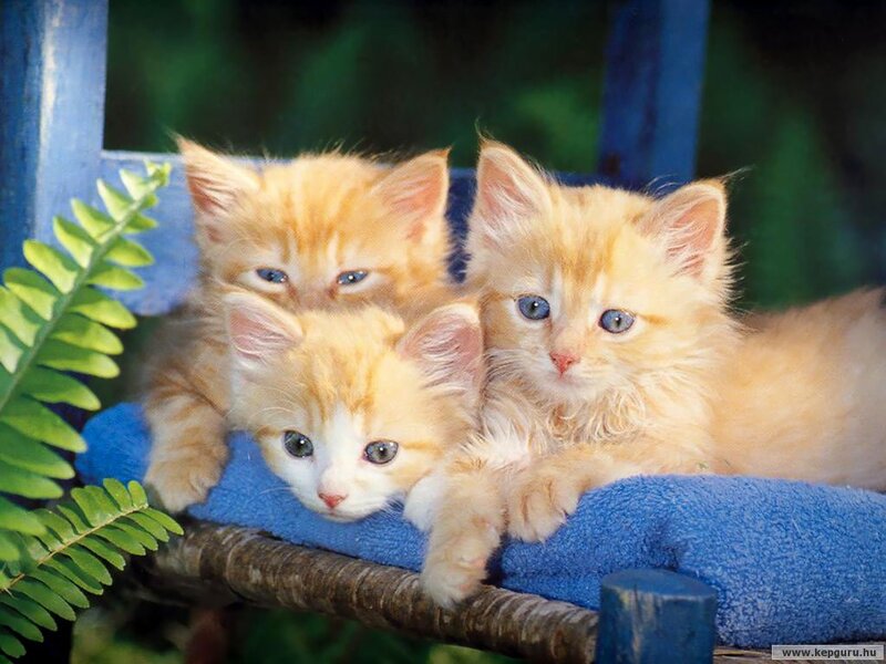 Three Orange Kittens — Calm, Afternoon